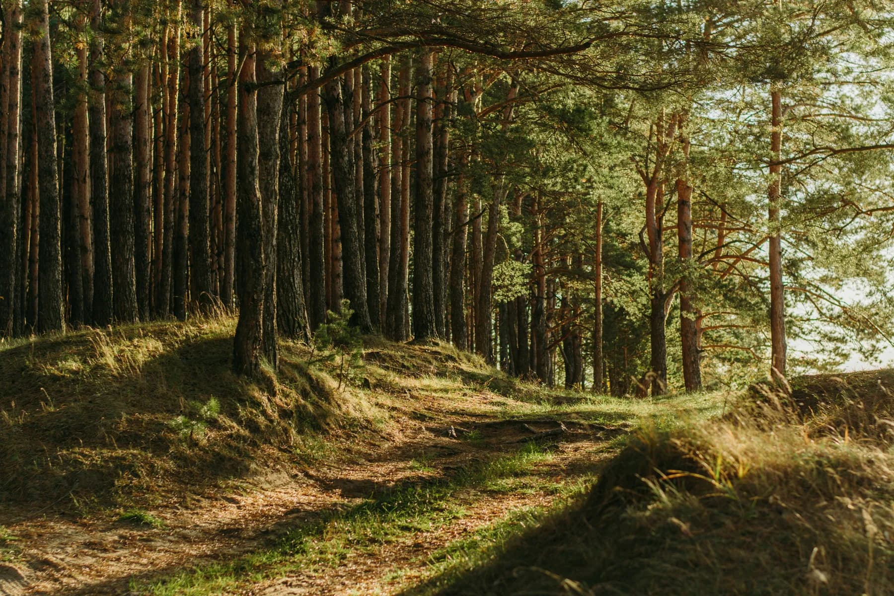 Sunlight filtering through a quiet woodland path